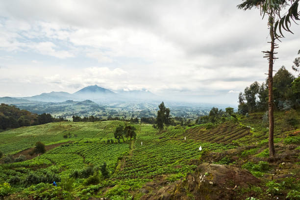 Landscape view in Virunga reserve, Rwanda stock photo