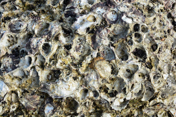 istock Wild oysters attached to the rock at low tide 938019638