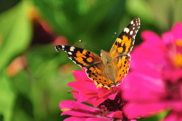 istock Butterfly on a magenta flower over green background 938019848