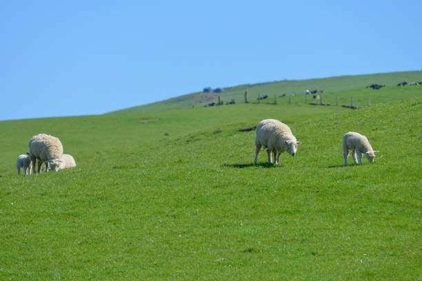 New Zealand sheep on the meadow