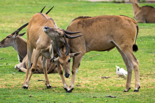 istock Two juvenile Eland bucks fight for dominance in the herd 938020866