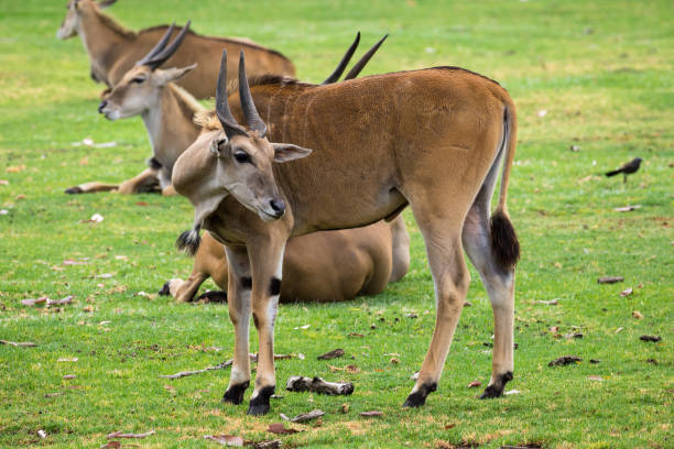 istock Two juvenile Eland bucks fight for dominance in the herd 938020876
