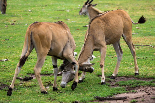 istock Two juvenile Eland bucks fight for dominance in the herd 938020880