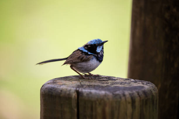istock A brilliant blue superb fairy wren isolated on a nature background 938020964