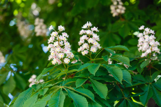 istock branches of blossoming chestnut tree with sun beams 938023282