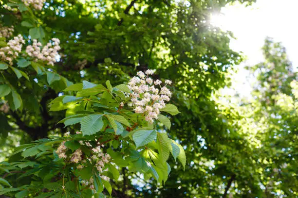 branches of blossoming chestnut tree with sun beams