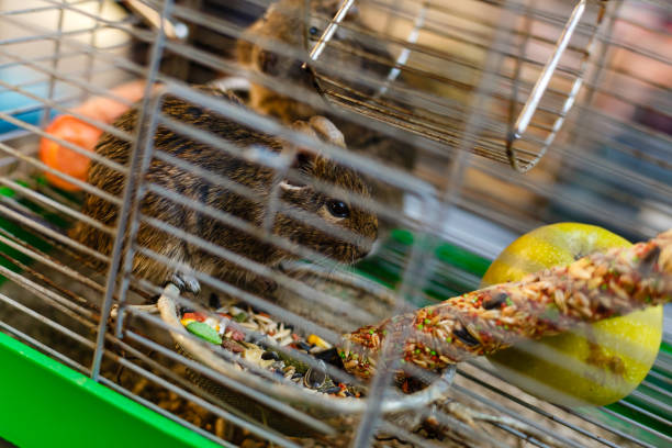 istock animal, mammal, nutria, rat, rodent, brown, close-up 938023870