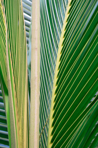 istock Closeup Green leaf nature for background . Creative made of green tree leaves 938024034