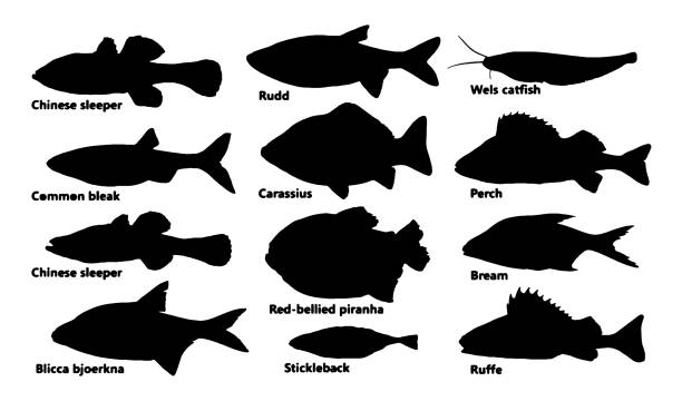 Silhouette fish set, vector Silhouette fish set, vector rudd fish stock illustrations