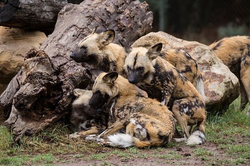 The African wild dog (Lycaon pictus), also known as African hunting dog, African painted dog, painted hunting dog or painted wolf, is a canid native to Sub-Saharan Africa