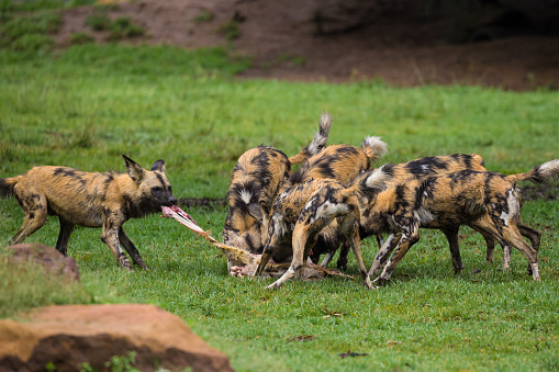 The African wild dog (Lycaon pictus), also known as African hunting dog, African painted dog, painted hunting dog or painted wolf, is a canid native to Sub-Saharan Africa