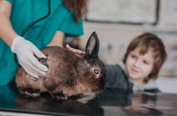 istock Listening to rabbit's heartbeat at vet's office! 938030218