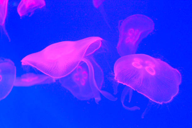 istock jellyfish in free swimming 938030516