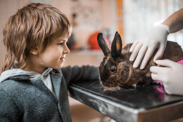 istock Small boy taking care of his rabbit while being on medical exam at vet's. 938031266