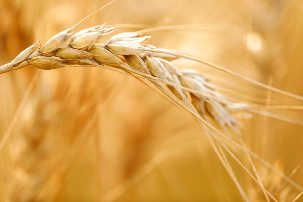 istock Ears of golden wheat 938031326