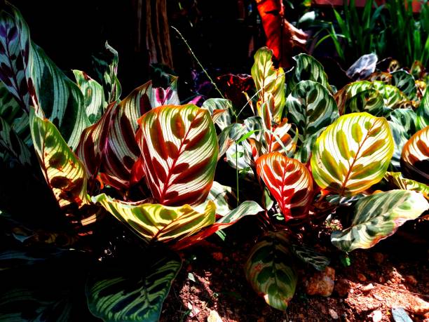istock plant in garden 938034360