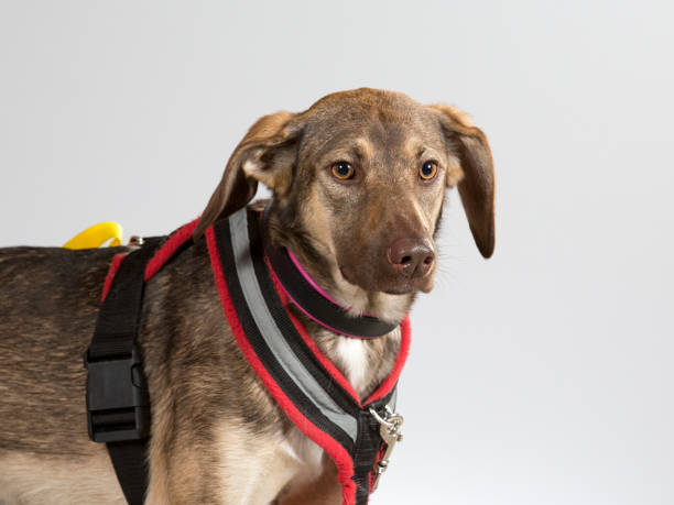 istock Shy rescue dog portrait 938034374