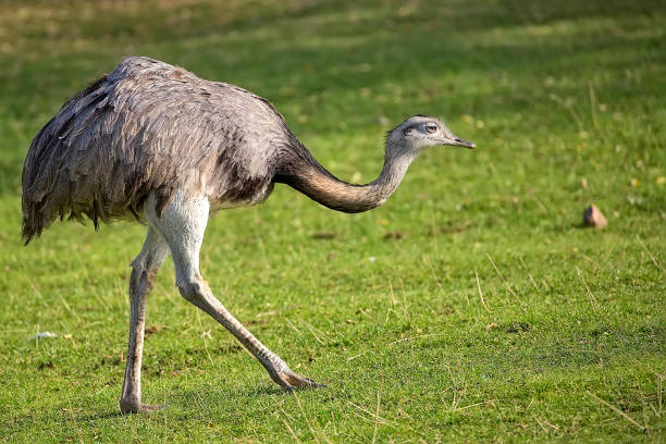 istock Rhea americana in a clearing 938038486