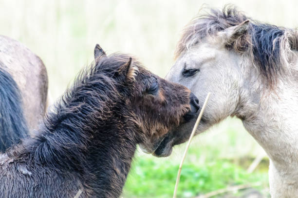 istock Konik Horses in a Nature Reserve 938038930