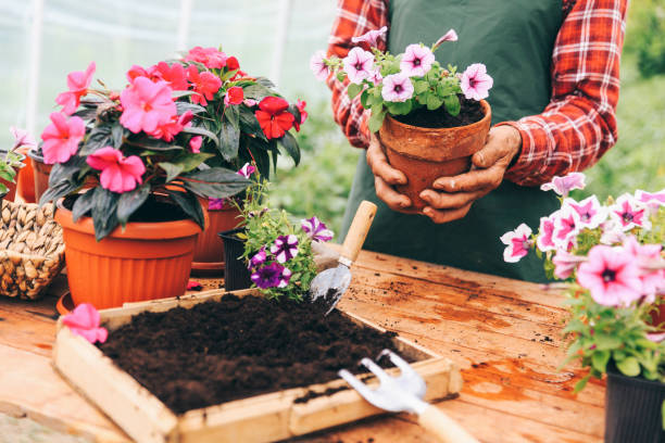 istock Senior man gardening 938041146