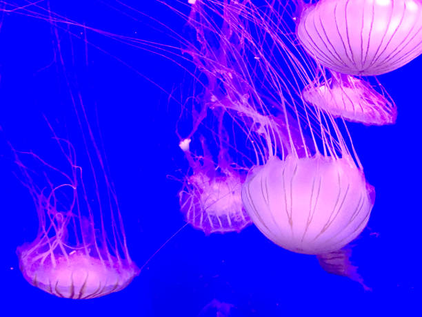istock Jellyfish in Aquarium 938041258