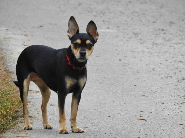 istock Dog with big ears standing on the street 938041412