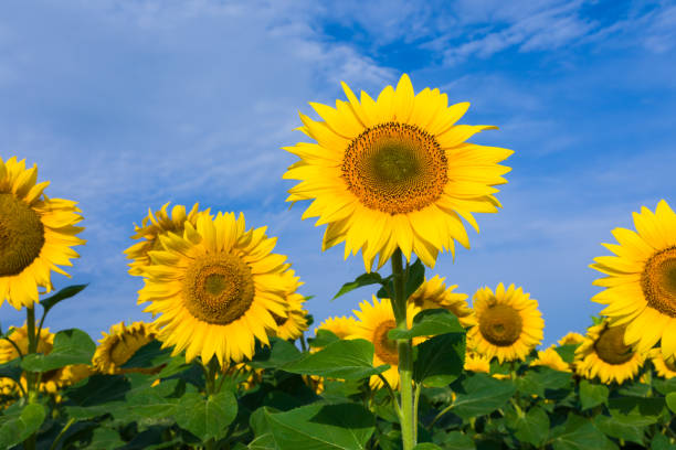 Sunflower plant