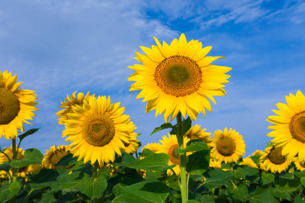 sunflower plant - sunflower field flower yellow imagens e fotografias de stock