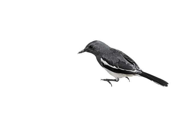 istock Oriental Magpie Robin or Copsychus Saularis Isolated on White Background, Clipping Path 938046666