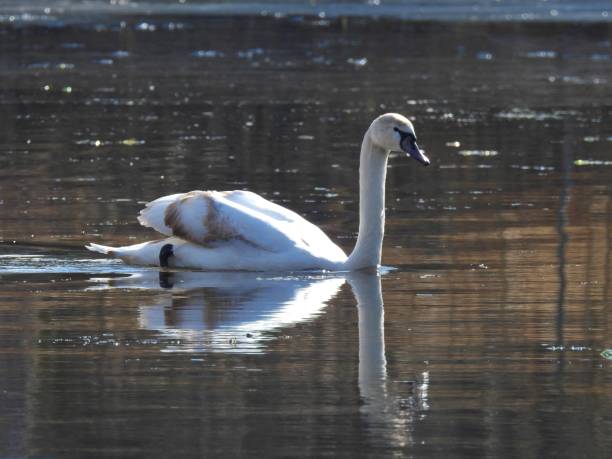 istock White swan on the lake 938049446