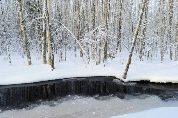 istock Winter snowy birch forest on the river bank at dawn 938049918