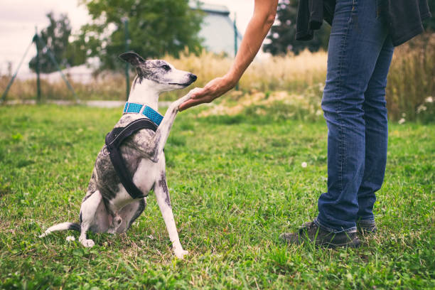Unrecognizable woman holding her dog's paw in training