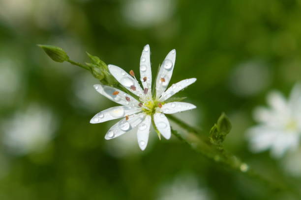 White wildflowers Stellaria media in the mountains White wildflowers Stellaria media in the mountains close-up stellaria media stock pictures, royalty-free photos & images