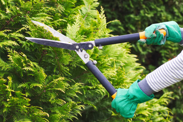 istock Cutting the hedge with garden shears 938051130