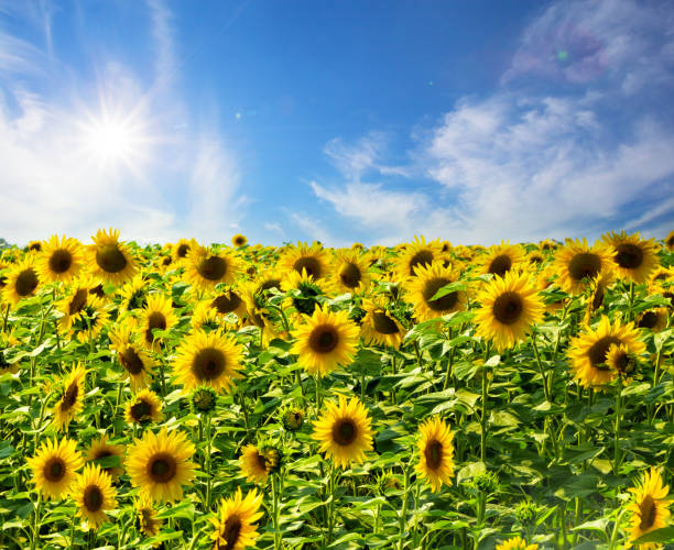 istock Field of yellow bright sunflowers 938053574