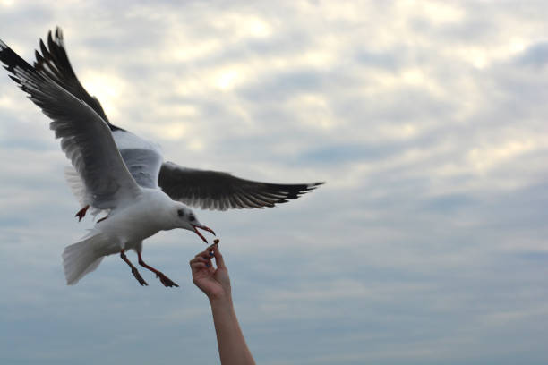istock seagull spreading wings flying to eat crackling from  hand feeding 938053610