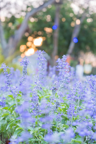 istock Field of Blue salvia flowers.(selective focus) 938056574