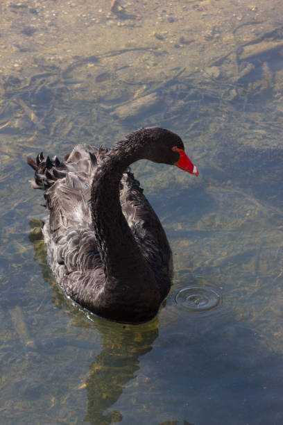 istock waterbirds ducks and swans in the springtime river 938057416