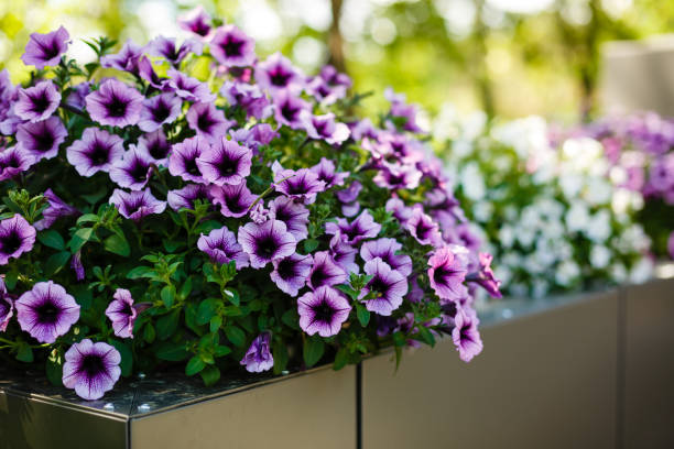 summer landscape. bell flower. delicate flowers campanula. - petunia imagens e fotografias de stock