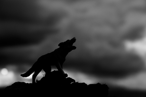 Wolf howling in the dark night