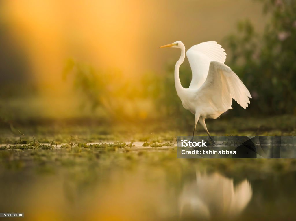 The Great White Egret at Sunrise The Great White Egret (Ardea alba) Swamp Stock Photo