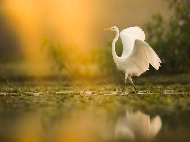The Great White Egret at Sunrise The Great White Egret (Ardea alba) wildlife reserve stock pictures, royalty-free photos & images
