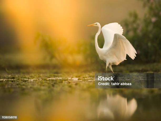 The Great White Egret At Sunrise Stock Photo - Download Image Now - Swamp, Bird, Florida - US State