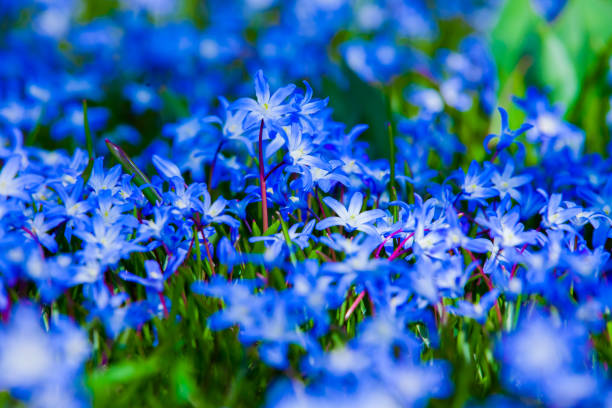 istock Garden of blue flowers 938060564