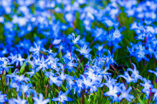 istock Garden of blue flowers 938060648