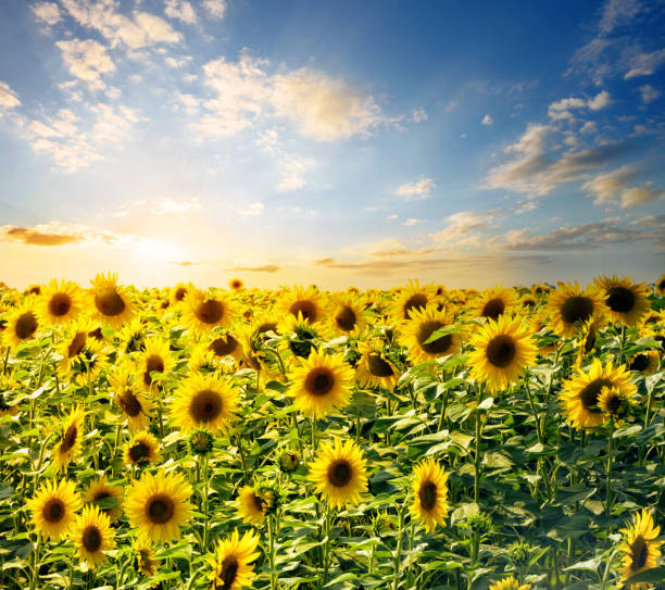 istock Field of bright sunflowers 938060890