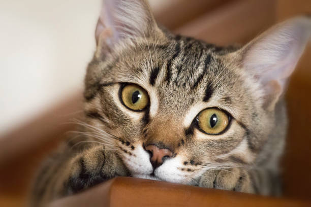 istock A little naughty kitten 938064062