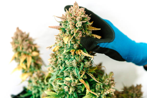 istock Hands Holding Cannabis Bud. Medical Marijuana 938064438