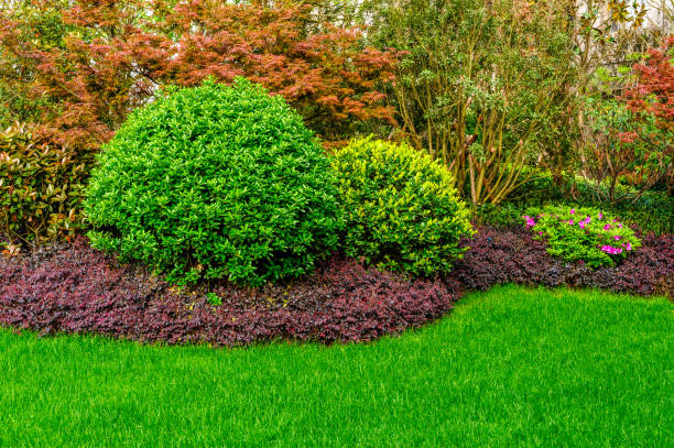 istock Green lawn, the front lawn for background,garden landscape design 938064628