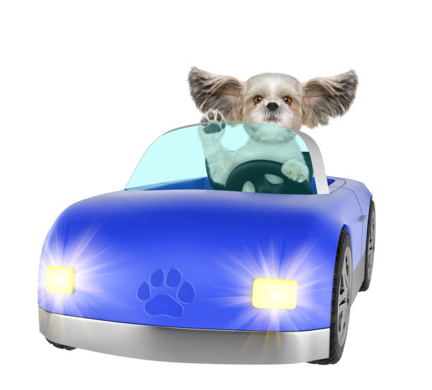 Mid adult woman and her poodle are in their convertible car traveling together for their vacation. V